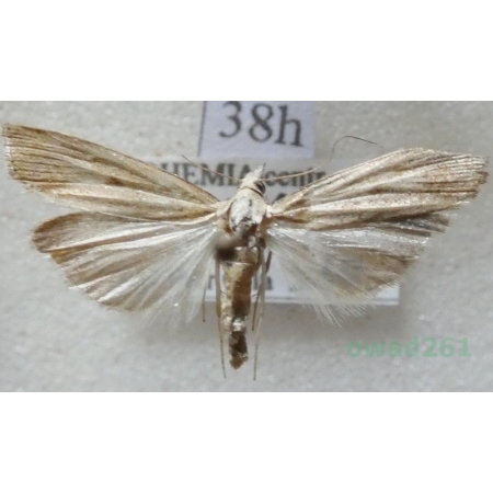 Agriphila straminella (Denis & Schiffermüller, 1775) Wachlarzyk słomkowy Czech38h